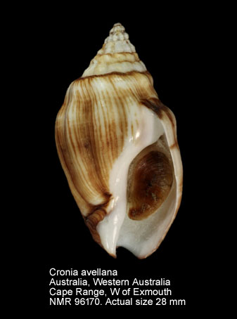 Cronia avellana (4).jpg - Cronia avellana (Reeve,1846)